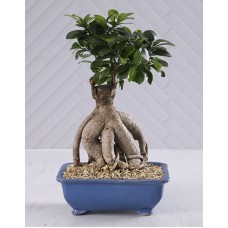 Bonsai In Blue Pot