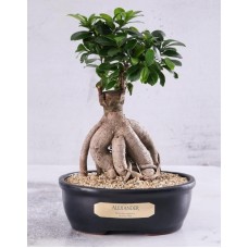 Personalised Bonsai In Charcoal Pot