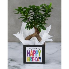 Birthday Bonsais In A Box