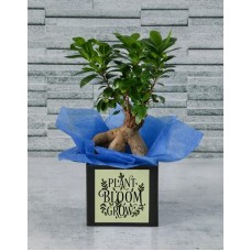 Bonsai Box Of Bliss