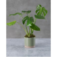 Marvellous Monstera Pot Plant