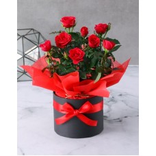 Red Rose Bush In Serene Hat Box