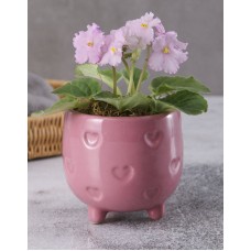 African Violets In Pink Heart Pot
