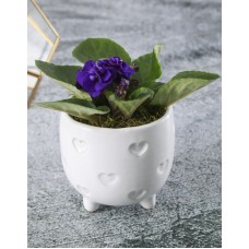 African Violets In White Heart Pot
