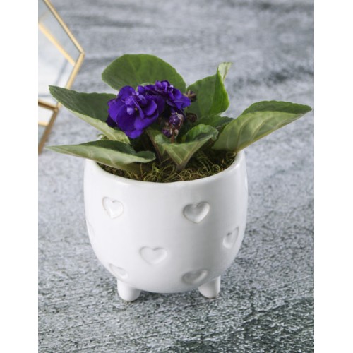 African Violets In White Heart Pot