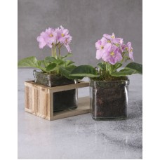 Duo African Violets