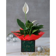 White Festive Lily Gift Box