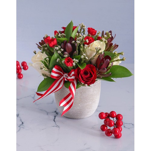 Cream and Red Rose Potted Delight