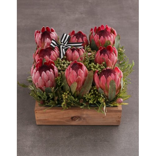 Pink Protea Blossoms