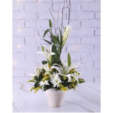 Elegant Lilies In Ceramic Pot (Casablanca)