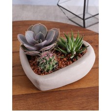 Succulent In Cement Heart Vase