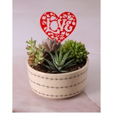 Love is Effortless Succulent Set
