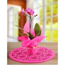 Midi Cerise Phalaenopsis Orchid