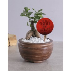 Forever My Always Bonsai