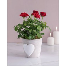 Red Rose Bush In Heart Design Pot