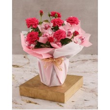 Valentines Cerise Rose Bush With Lindt