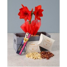 Nuts About You Amaryllis Crate