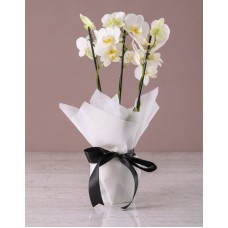 Majestic White Midi Orchid