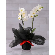 Sophisticated Midi Orchid Wrapped in Black