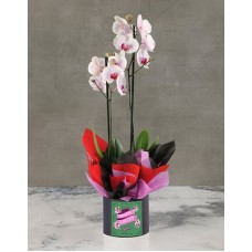 Oh So Amazing Orchids In Hat Box