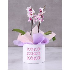 XOXO Blushing Orchids