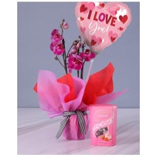 Oh So Sweet Pink Orchids