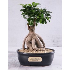 Bonsai In Black Pot