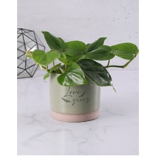 Love Grows Philodendron Set