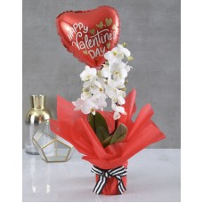 I Love You Heart Orchid