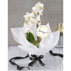 Love Polka Dot White Orchid