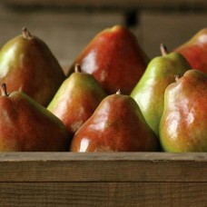 Royal Comice Pears (Large)