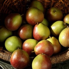 Seckel Mini Pears (Large)