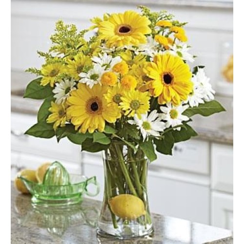 LEMONADE (Regular)