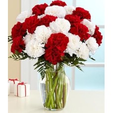 TWO DOZEN CANDY CANE CARNATIONS (Deluxe)