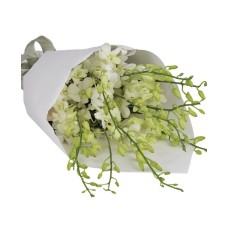 Orchid Surprise (Classic)
