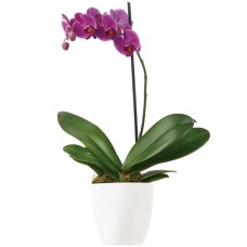 Imperial Purple