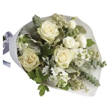 Abelia (Classic)