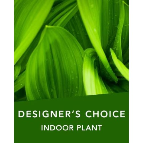 DC Indoor plant