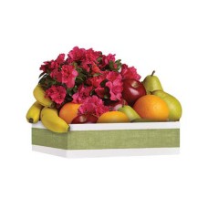 Fruit & Blooms