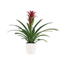 Bromeliad Beauty