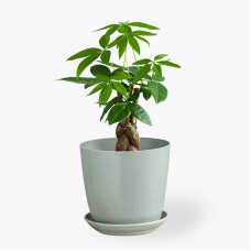 Braided Money Tree (Black)