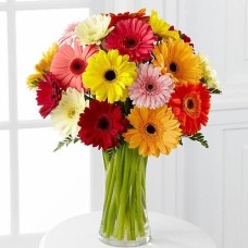 Gerbera World Gerbera World