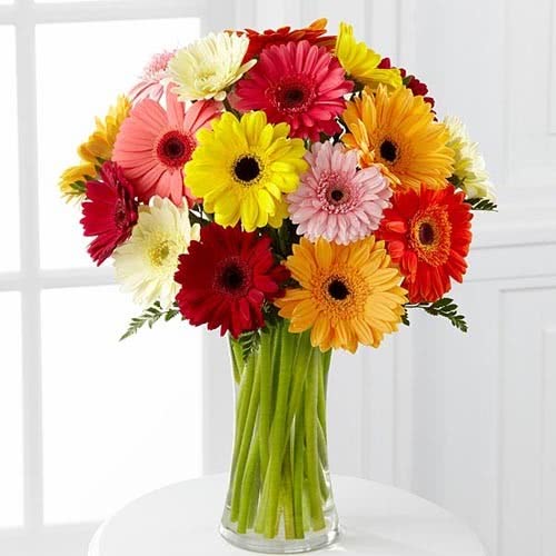 Gerbera World