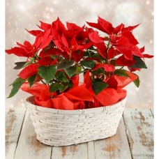 Double Poinsettia Basket