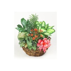 Plant basket-1#12