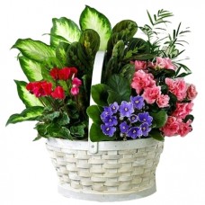 Mixed Indoor Green Plants Basket