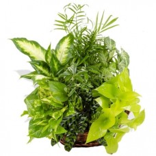 Exotic Plant Mixed Basket