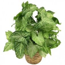 Arrowhead Green Plant