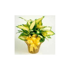 Plant basket-8#19