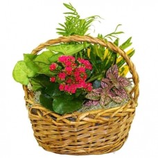 Blooming Dish Garden